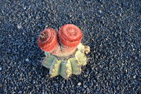 Lanzarote Guatiza Jardín de Cactus Kaktusgarten César Manrique 