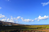 Lanzarote Guatiza Jardín de Cactus Kaktusgarten César Manrique 