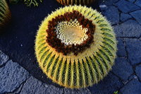 Lanzarote Guatiza Jardín de Cactus Kaktusgarten César Manrique 