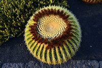 Lanzarote Guatiza Jardín de Cactus Kaktusgarten César Manrique 