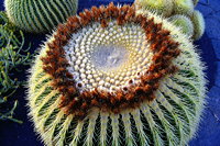 Lanzarote Guatiza Jardín de Cactus Kaktusgarten César Manrique 