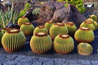 Lanzarote Guatiza Jardín de Cactus Kaktusgarten César Manrique 