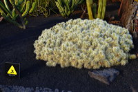 Lanzarote Guatiza Jardín de Cactus Kaktusgarten César Manrique 