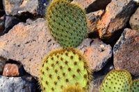 Lanzarote Guatiza Jardín de Cactus Kaktusgarten César Manrique 