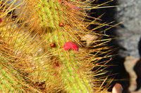 Lanzarote Guatiza Jardín de Cactus Kaktusgarten César Manrique 