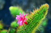 Lanzarote Guatiza Jardín de Cactus Kaktusgarten César Manrique 