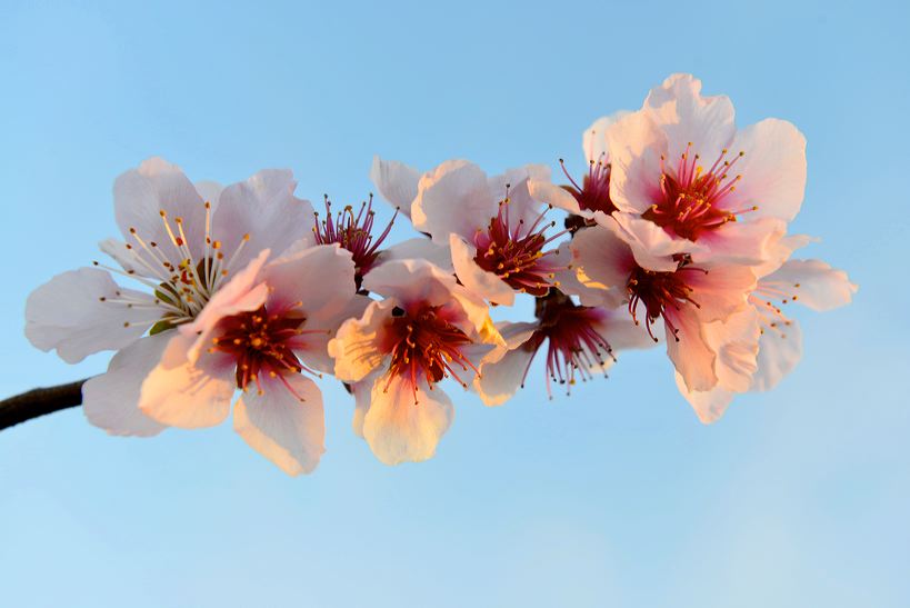 Mandelblüte Mandelbaum Mandelblütenfest Ziermandel, Kreuzung aus Bittermandel und Pfirsich. Perle der Weinstrasse in Neustadt Ortsteil Gimmeldingen