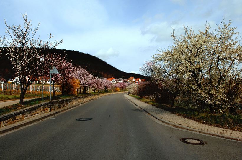 Mandelblüte Mandelbaum Mandelblütenfest Ziermandel, Kreuzung aus Bittermandel und Pfirsich. Perle der Weinstrasse in Neustadt Ortsteil Gimmeldingen