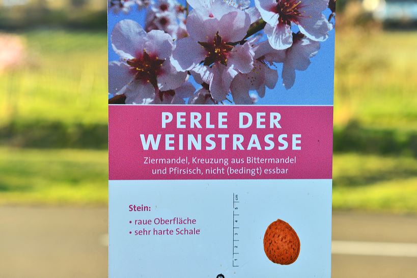 Mandelblüte Mandelbaum Mandelblütenfest Ziermandel, Kreuzung aus Bittermandel und Pfirsich. Perle der Weinstrasse in Neustadt Ortsteil Gimmeldingen