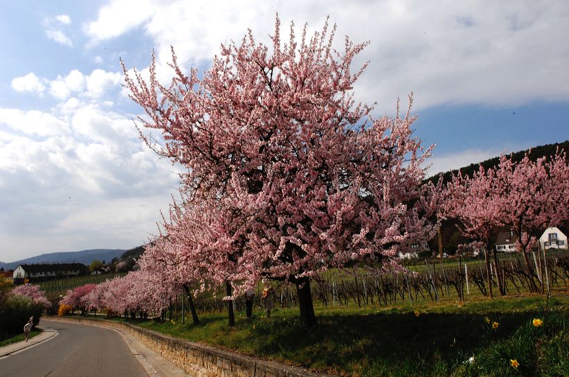 Mandelblüte Mandelbaum Mandelblütenfest Ziermandel, Kreuzung aus Bittermandel und Pfirsich. Perle der Weinstrasse in Neustadt Ortsteil Gimmeldingen