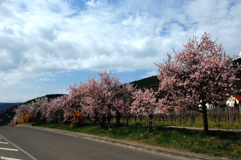 Mandelblüte Mandelbaum Mandelblütenfest Ziermandel, Kreuzung aus Bittermandel und Pfirsich. Perle der Weinstrasse in Neustadt Ortsteil Gimmeldingen