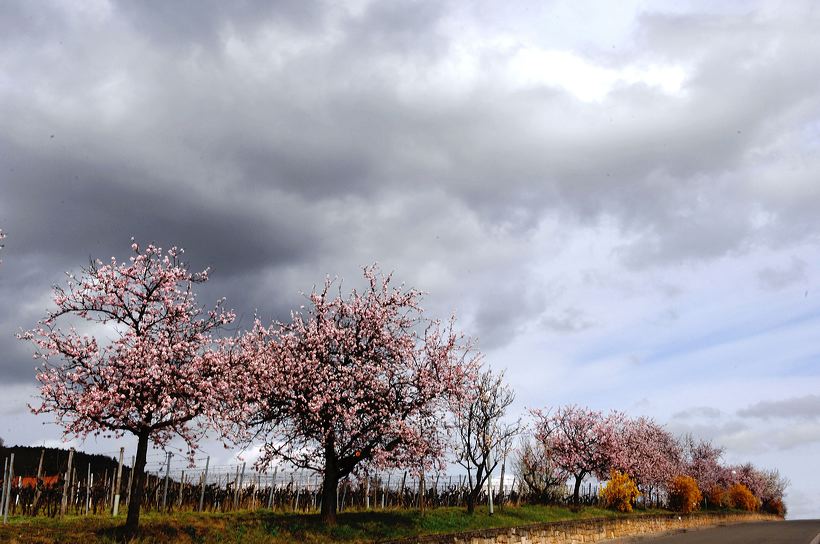 Mandelblüte Mandelbaum Mandelblütenfest Ziermandel, Kreuzung aus Bittermandel und Pfirsich. Perle der Weinstrasse in Neustadt Ortsteil Gimmeldingen