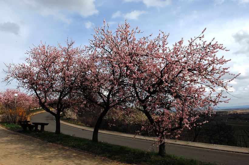 Mandelblüte Mandelbaum Mandelblütenfest Ziermandel, Kreuzung aus Bittermandel und Pfirsich. Perle der Weinstrasse in Gimmeldingen