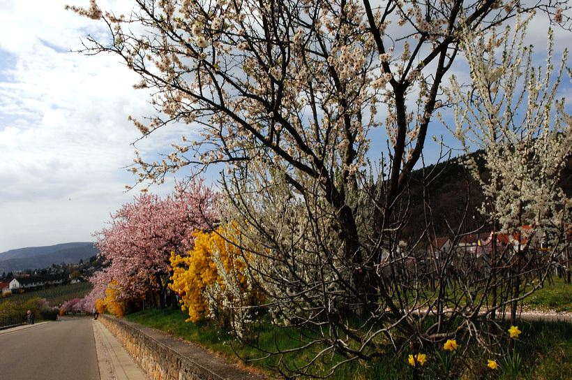 Mandelblüte Mandelbaum Mandelblütenfest Ziermandel, Kreuzung aus Bittermandel und Pfirsich. Perle der Weinstrasse in Neustadt Ortsteil Gimmeldingen