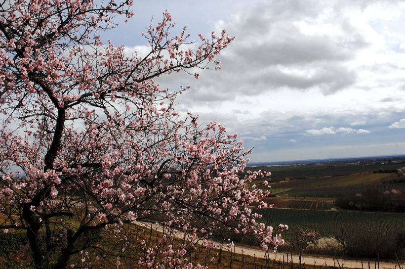 Mandelblüte Mandelbaum Mandelblütenfest Ziermandel, Kreuzung aus Bittermandel und Pfirsich. Perle der Weinstrasse in Neustadt Ortsteil Gimmeldingen