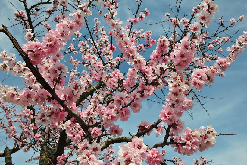 Mandelblüte Mandelbaum Mandelblütenfest Ziermandel, Kreuzung aus Bittermandel und Pfirsich. Perle der Weinstrasse in Neustadt Ortsteil Gimmeldingen