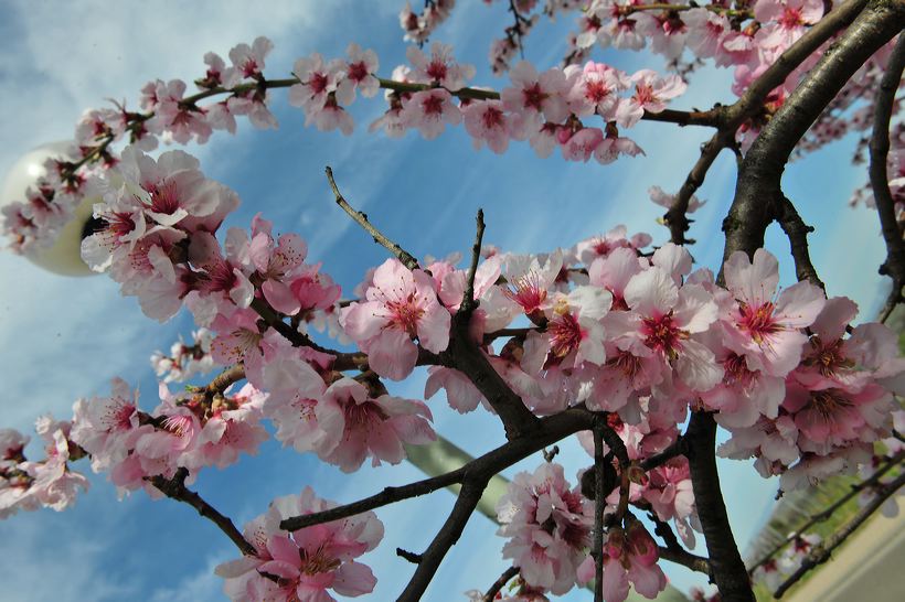 Mandelblüte Mandelbaum Mandelblütenfest Ziermandel, Kreuzung aus Bittermandel und Pfirsich. Perle der Weinstrasse in Neustadt Ortsteil Gimmeldingen