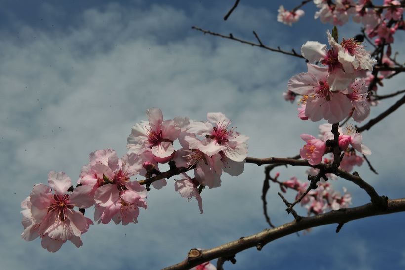 Mandelblüte Mandelbaum Mandelblütenfest Ziermandel, Kreuzung aus Bittermandel und Pfirsich. Perle der Weinstrasse in Neustadt Ortsteil Gimmeldingen