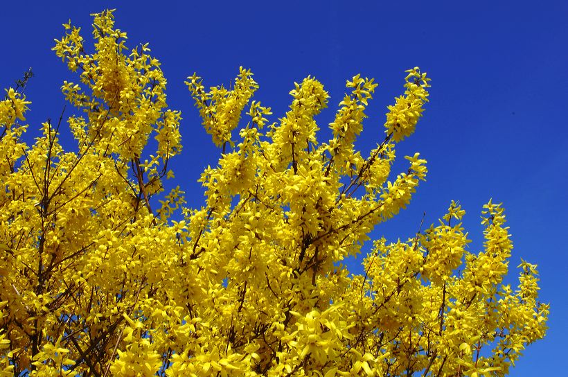 Mandelblüte Mandelbaum Mandelblütenfest Ziermandel, Kreuzung aus Bittermandel und Pfirsich. Perle der Weinstrasse in Neustadt Ortsteil Gimmeldingen