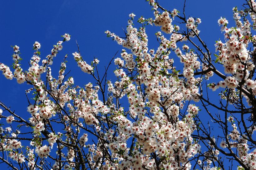 Mandelblüte Mandelbaum Mandelblütenfest Ziermandel, Kreuzung aus Bittermandel und Pfirsich. Perle der Weinstrasse in Neustadt Ortsteil Gimmeldingen