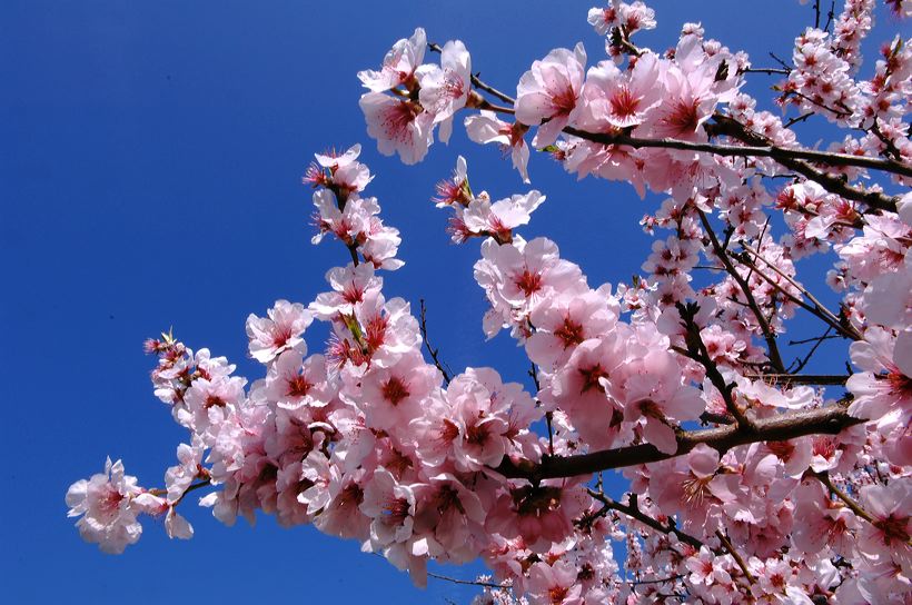 Mandelblüte Mandelbaum Mandelblütenfest Ziermandel, Kreuzung aus Bittermandel und Pfirsich. Perle der Weinstrasse in Neustadt Ortsteil Gimmeldingen