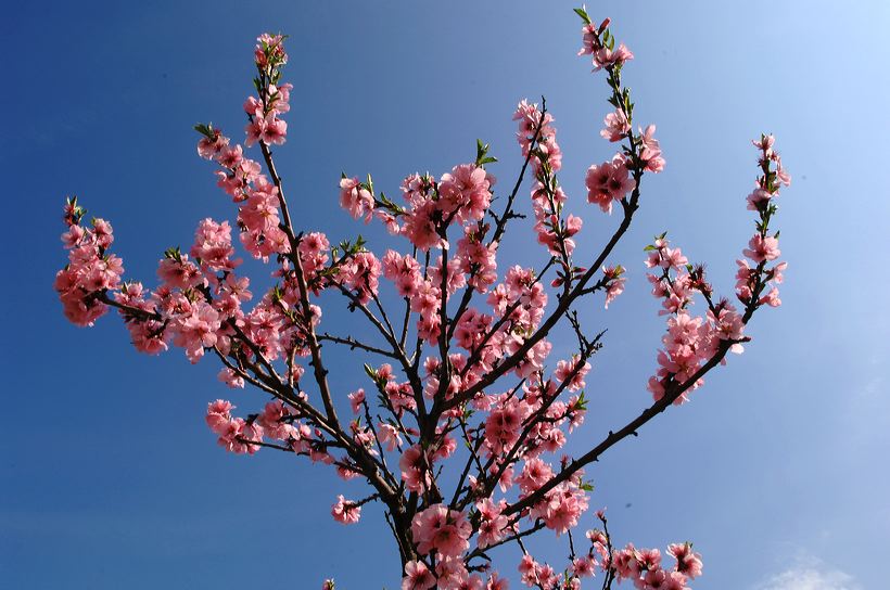 Mandelblüte Mandelbaum Mandelblütenfest Ziermandel, Kreuzung aus Bittermandel und Pfirsich. Perle der Weinstrasse in Neustadt Ortsteil Gimmeldingen