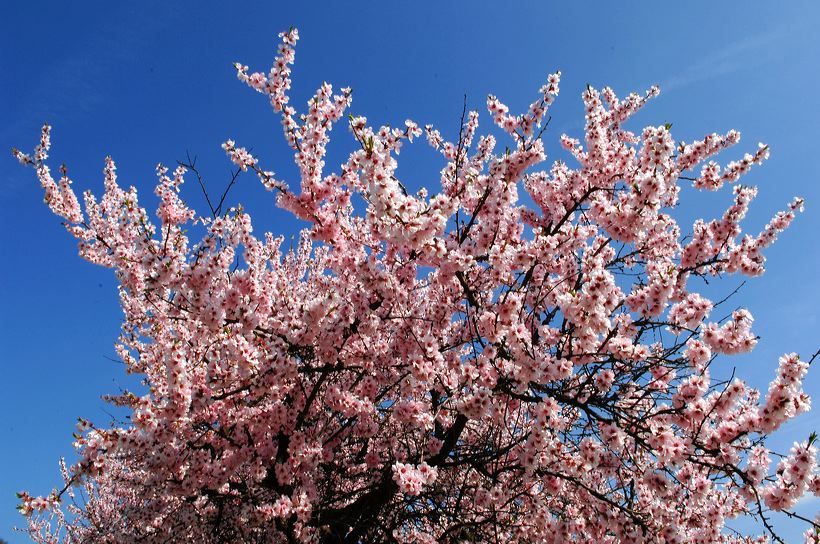 Mandelblüte Mandelbaum Mandelblütenfest Ziermandel, Kreuzung aus Bittermandel und Pfirsich. Perle der Weinstrasse in Neustadt Ortsteil Gimmeldingen