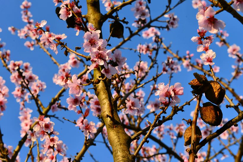 Mandelblüte Mandelbaum Mandelblütenfest Ziermandel, Kreuzung aus Bittermandel und Pfirsich. Perle der Weinstrasse in Neustadt Ortsteil Gimmeldingen