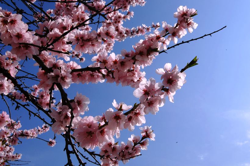 Mandelblüte Mandelbaum Mandelblütenfest Ziermandel, Kreuzung aus Bittermandel und Pfirsich. Perle der Weinstrasse in Neustadt Ortsteil Gimmeldingen