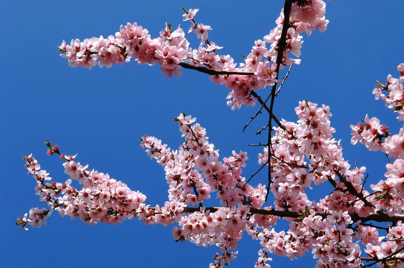 Mandelblüte Mandelbaum Mandelblütenfest Ziermandel, Kreuzung aus Bittermandel und Pfirsich. Perle der Weinstrasse in Neustadt Ortsteil Gimmeldingen