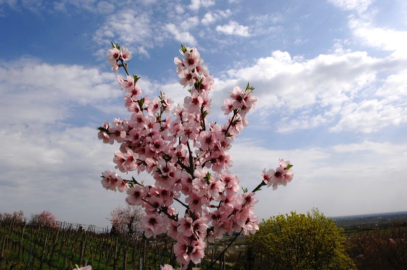 Mandelblüte Mandelbaum Mandelblütenfest Ziermandel, Kreuzung aus Bittermandel und Pfirsich. Perle der Weinstrasse in Neustadt Ortsteil Gimmeldingen