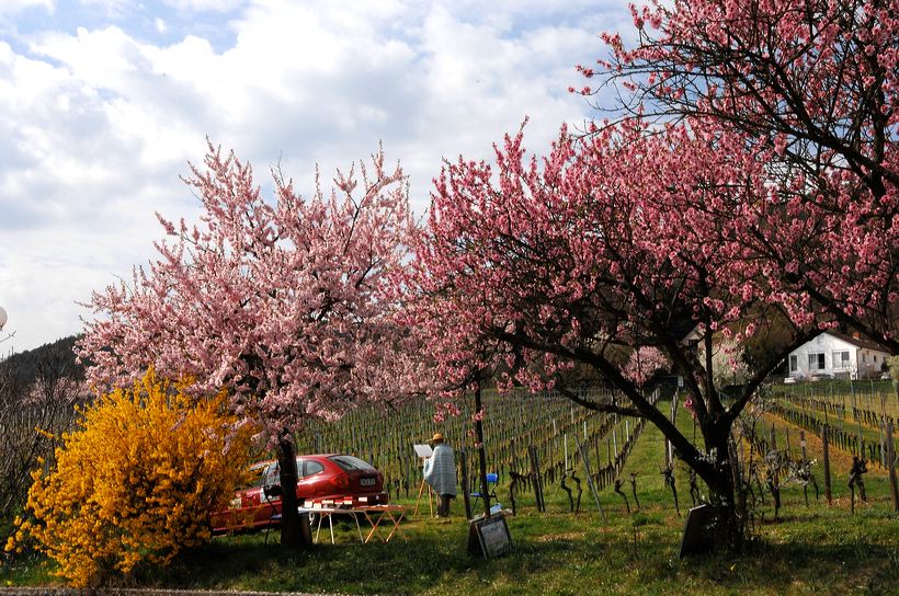 Mandelblüte Mandelbaum Mandelblütenfest Ziermandel, Kreuzung aus Bittermandel und Pfirsich. Perle der Weinstrasse in Neustadt Ortsteil Gimmeldingen