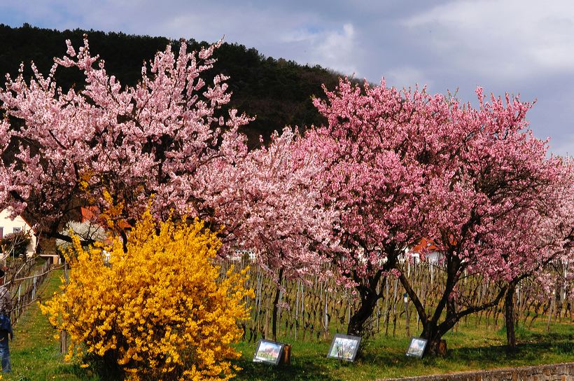 Mandelblüte Mandelbaum Mandelblütenfest Ziermandel, Kreuzung aus Bittermandel und Pfirsich. Perle der Weinstrasse in Neustadt Ortsteil Gimmeldingen