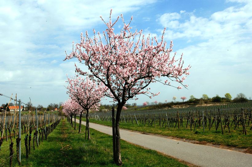 Mandelblüte Mandelbaum Mandelblütenfest Ziermandel, Kreuzung aus Bittermandel und Pfirsich. Perle der Weinstrasse in Neustadt Ortsteil Gimmeldingen