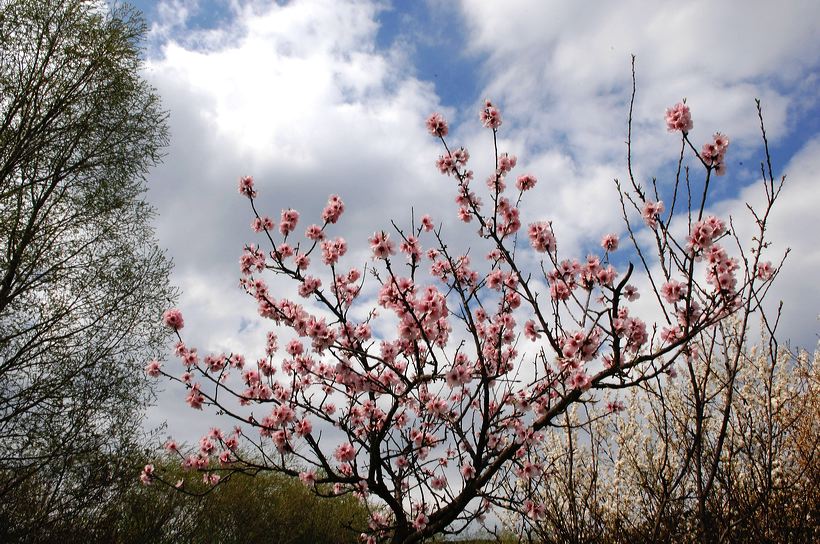 Mandelblüte Mandelbaum Mandelblütenfest Ziermandel, Kreuzung aus Bittermandel und Pfirsich. Perle der Weinstrasse in Neustadt Ortsteil Gimmeldingen