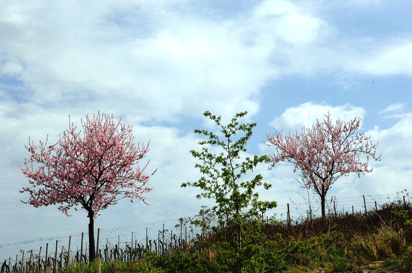 Mandelblüte Mandelbaum Mandelblütenfest Ziermandel, Kreuzung aus Bittermandel und Pfirsich. Perle der Weinstrasse in Neustadt Ortsteil Gimmeldingen