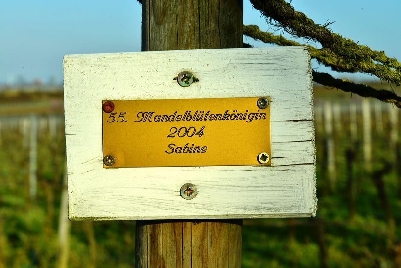 Mandelblüte Mandelbaum Mandelblütenfest Ziermandel, Kreuzung aus Bittermandel und Pfirsich. Perle der Weinstrasse in Neustadt Ortsteil Gimmeldingen