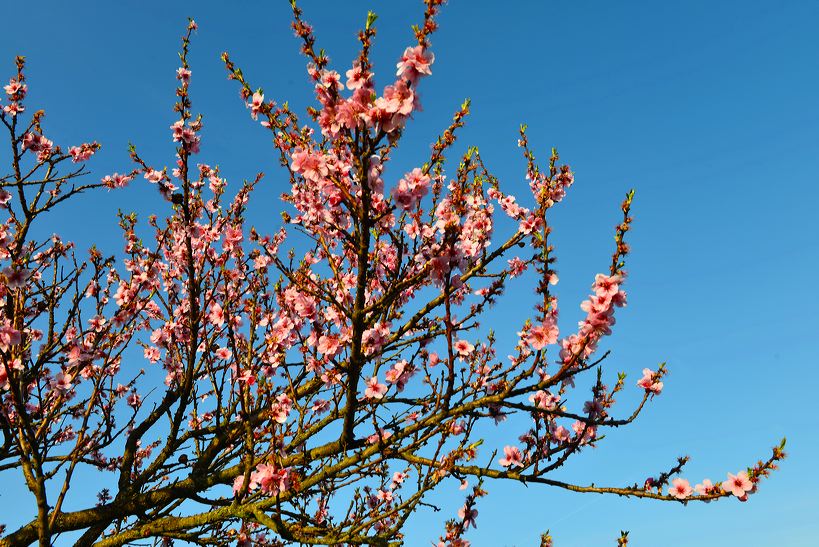 Mandelblüte Mandelbaum Mandelblütenfest Ziermandel, Kreuzung aus Bittermandel und Pfirsich. Perle der Weinstrasse in Neustadt Ortsteil Gimmeldingen