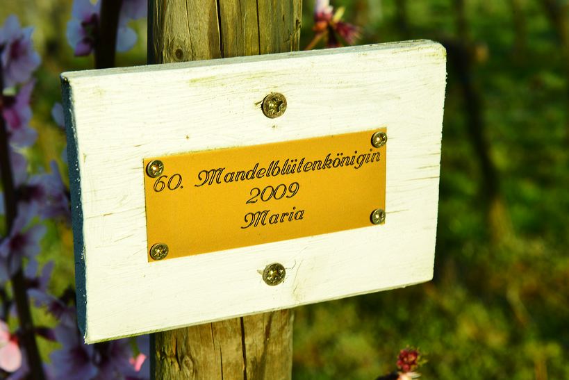 Mandelblüte Mandelbaum Mandelblütenfest Ziermandel, Kreuzung aus Bittermandel und Pfirsich. Perle der Weinstrasse in Neustadt Ortsteil Gimmeldingen