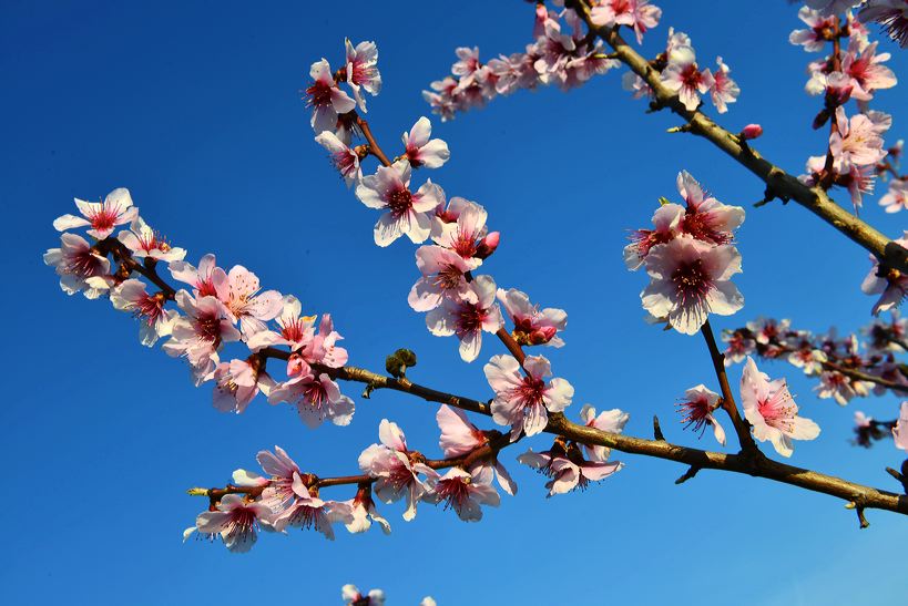 Mandelblüte Mandelbaum Mandelblütenfest Ziermandel, Kreuzung aus Bittermandel und Pfirsich. Perle der Weinstrasse in Neustadt Ortsteil Gimmeldingen