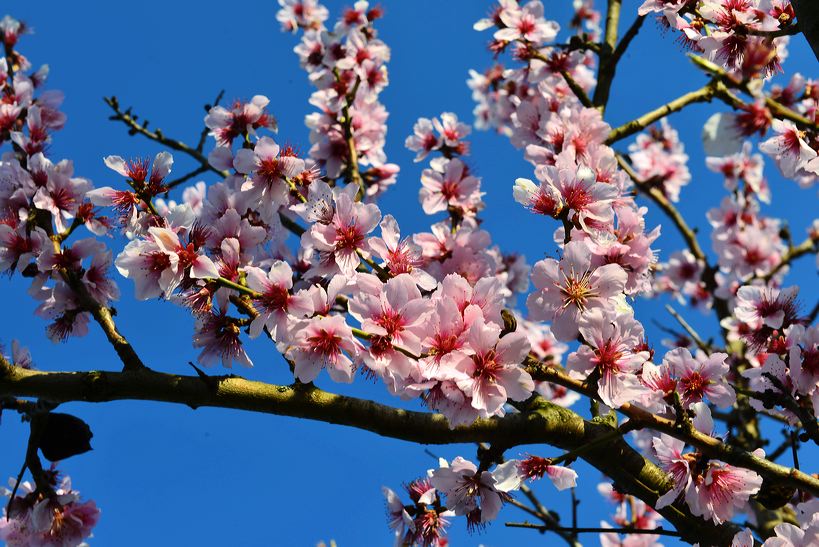 Mandelblüte Mandelbaum Mandelblütenfest Ziermandel, Kreuzung aus Bittermandel und Pfirsich. Perle der Weinstrasse in Neustadt Ortsteil Gimmeldingen