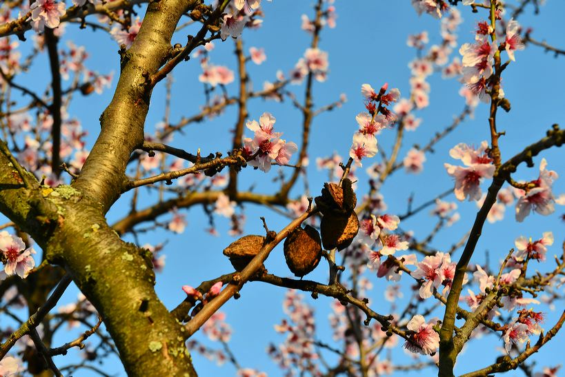 Mandelblüte Mandelbaum Mandelblütenfest Ziermandel, Kreuzung aus Bittermandel und Pfirsich. Perle der Weinstrasse in Neustadt Ortsteil Gimmeldingen