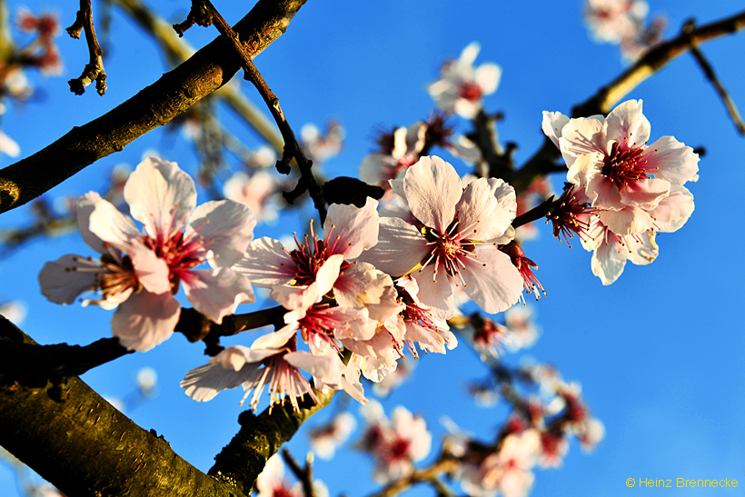 Mandelblüte Mandelbaum Mandelblütenfest Ziermandel, Kreuzung aus Bittermandel und Pfirsich. Perle der Weinstrasse in Neustadt Ortsteil Gimmeldingen