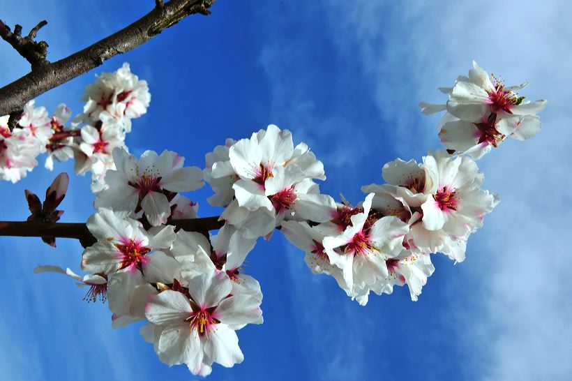 Mandelblüte Mandelbaum Mandelblütenfest Ziermandel, Kreuzung aus Bittermandel und Pfirsich. Perle der Weinstrasse in Neustadt Ortsteil Gimmeldingen