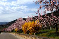 Mandelblüte Mandelbaum Mandelblütenfest Ziermandel, Kreuzung aus Bittermandel und Pfirsich. Perle der Weinstrasse in Neustadt Ortsteil Gimmeldingen