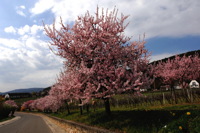 Mandelblüte Mandelbaum Mandelblütenfest Ziermandel, Kreuzung aus Bittermandel und Pfirsich. Perle der Weinstrasse in Neustadt Ortsteil Gimmeldingen