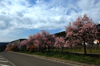 Mandelblüte Mandelbaum Mandelblütenfest Ziermandel, Kreuzung aus Bittermandel und Pfirsich. Perle der Weinstrasse in Neustadt Ortsteil Gimmeldingen