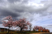 Mandelblüte Mandelbaum Mandelblütenfest Ziermandel, Kreuzung aus Bittermandel und Pfirsich. Perle der Weinstrasse in Neustadt Ortsteil Gimmeldingen