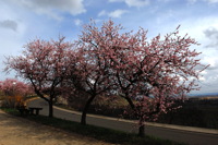 Mandelblüte Mandelbaum Mandelblütenfest Ziermandel, Kreuzung aus Bittermandel und Pfirsich. Perle der Weinstrasse in Gimmeldingen