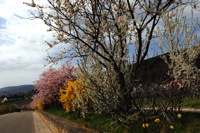 Mandelblüte Mandelbaum Mandelblütenfest Ziermandel, Kreuzung aus Bittermandel und Pfirsich. Perle der Weinstrasse in Neustadt Ortsteil Gimmeldingen